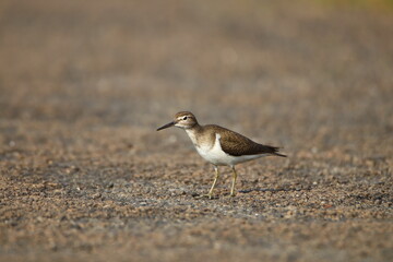 Common sandpiper, nature, animal, wildlife, beach, plover, wild, sand, water, sea, wagtail, wader, white, seagull, beak, feather, shorebird, sandpiper, shore, gull, small, ocean, coast, birds, ch