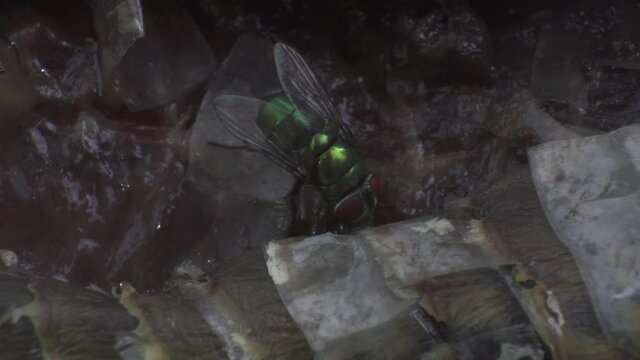 Close up on a Carrion fly eats and lays eggs in dead animal tissues