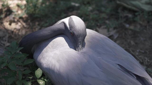 Peaceful Demoiselle crane sleeping with her head in her feathers