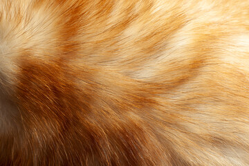Fluffy ginger and white fur with long hair texture, pelt background, selective focus, close-up view