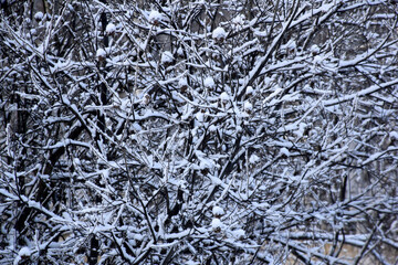 frost on the branches of bushes