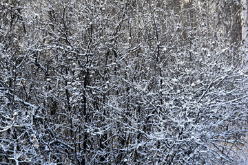 snow-covered branches 2