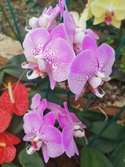 Fototapeta na wymiar Orquídea morada con blanco