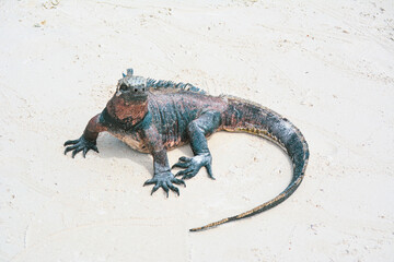 iguana reposando sobre la arena 