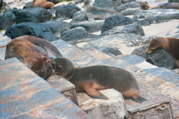 Lobo marino galapagos sobre escaleras