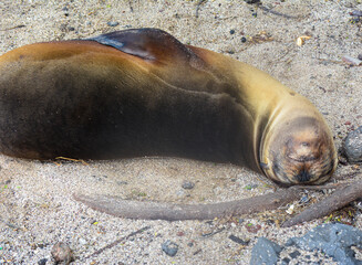 Lobo marino de galápagos descansando sobre la arena