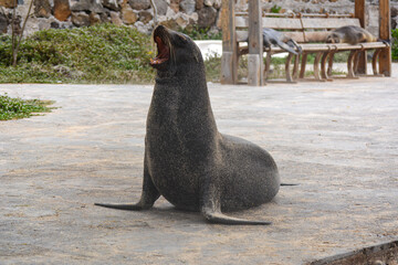 Lobo marino de galápagos bostezando 