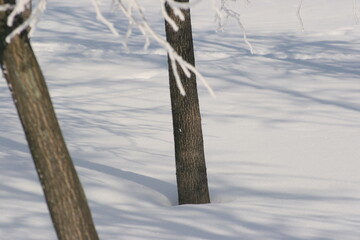 tree trunk in the snow