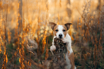dog in autumn forest. Jack Russell Terrier puts paws on the tree