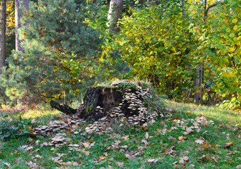 Rotten stump overgrown with mushrooms