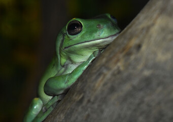 Little Green Frog