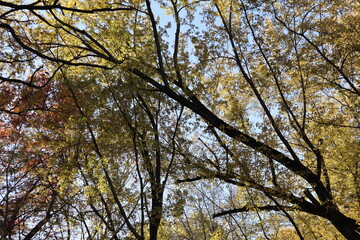 canopy of autumn leaves