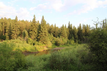 Evening In The Park, Whitemud Park, Edmonton, Alberta