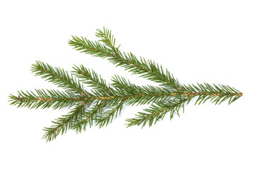 Fir tree branch on white