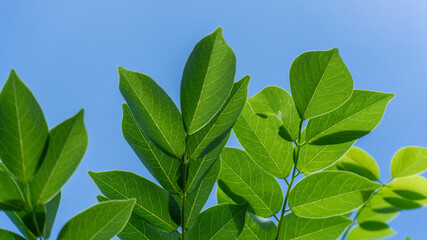 Fototapeta premium Local people call this leaf Gamal leaf, usually used for livestock feed such as goats, cows, etc.