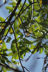 Hojas de árbol