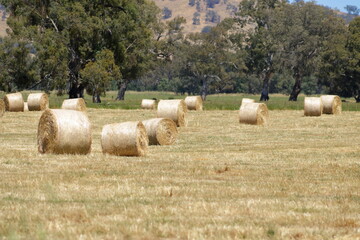 Round Hay bails at rural farm in North Victoria