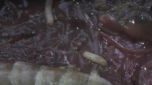 Close up on maggots crawling in a dead animal carcass, life and death circle