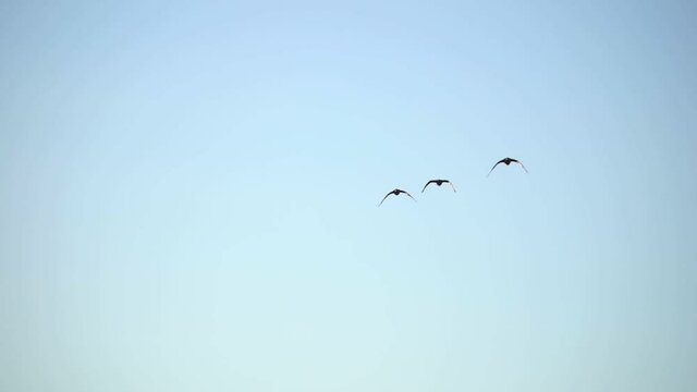 Slow motion footage of birds in flight