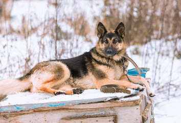 The guard dog is lying on the roof of his box and looks away. Concept of a loyal friend of the house guard.