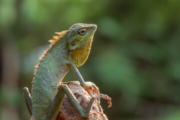Bronchocela jubata (Bunglon surai) is enjoying the sunshine, animal theme