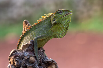 Bronchocela jubata (Bunglon surai) is enjoying the sunshine, animal theme