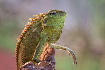 Bronchocela jubata (Bunglon surai) is enjoying the sunshine, animal theme
