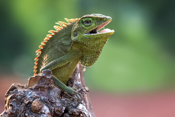 Bronchocela jubata (Bunglon surai) is enjoying the sunshine, animal theme