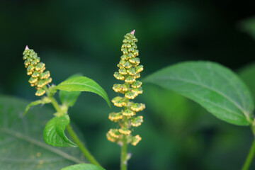 Ambrosia trifida, an invasive species, photographed in China