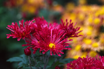 Red chrysanthemums on a blurry background close-up. Beautiful bright chrysanthemums bloom in autumn in the garden. Chrysanthemum background with a copy of the space.