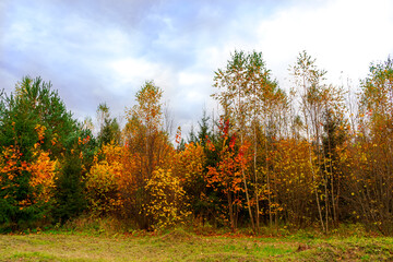 Fototapeta premium Bright colors of the autumn forest in Russia