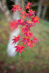 残り少ない赤い紅葉