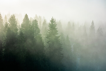 spruce trees among the morning fog in winter. beautiful nature in cold season. moody dramatic weather - obrazy, fototapety, plakaty