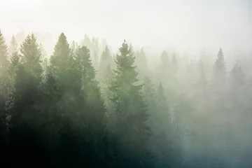 Garden poster Morning with fog spruce trees among the morning fog in winter. beautiful nature in cold season. moody dramatic weather