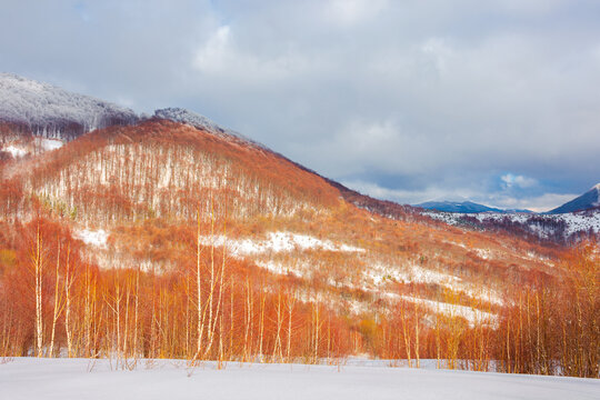 uzhanian natural park in snow covered mountains. beautiful nature scenery on a sunny day. mixed forest on the hills. clouds on the sky