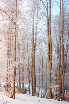 tall beech trees in hoarfrost at sunrise. beautiful winter nature scenery on a bright misty morning. snow on the ground