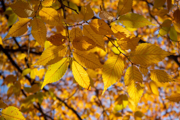 黄色に紅葉した公園の木々の葉のクローズアップ