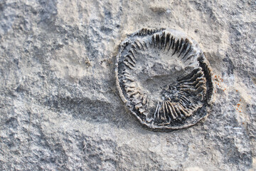 Fossils imprints on rocks in Yoho National Park. Burgess Shale fauna. British Columbia. Canada 