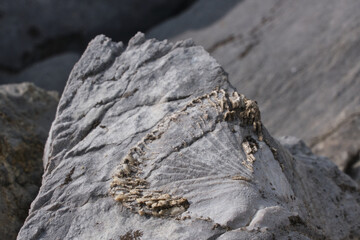 Fossils imprints on rocks in Yoho National Park. Burgess Shale fauna. British Columbia. Canada 