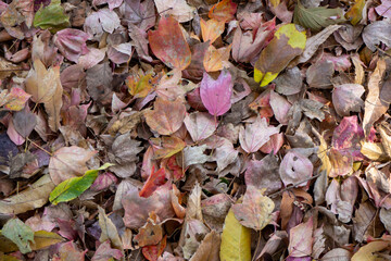 秋に地面に落ちたカラフルな落ち葉