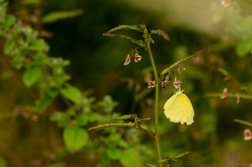 Butterfly Flower Images. Beautiful butterfly on white flowers.This photo contains a beautiful butterfly with wings sitting on white colored flowers. a nice cute and latest nature photo of flowers.