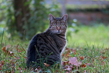 cat looks  curious at the camera