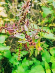 Nature