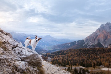 dog in the autumn mountains . Jack Russell Terrier in dolomites Alps. Italian landscape. Hiking with a pet