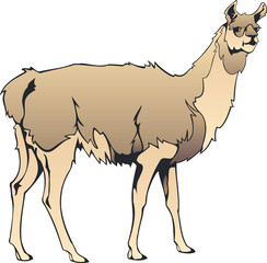 Illustration of a camel