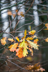 Colorful oak leaves on twigs in autumn. Close up.