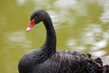 Black swan in profile - Australia