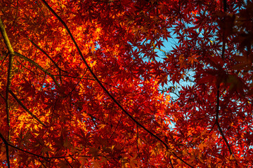 河口湖の紅葉