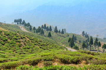 Tea plantation in Darjeeling India

