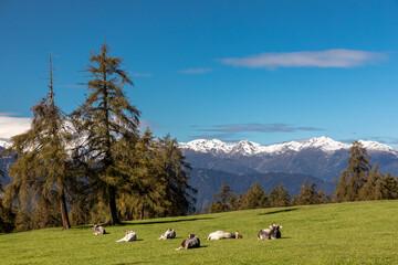 Spätsommer auf dem Salten, Südtirol